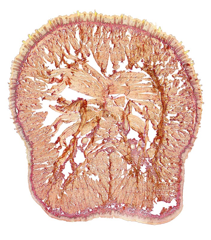 Microscopic cross section showing the tongue of a rat