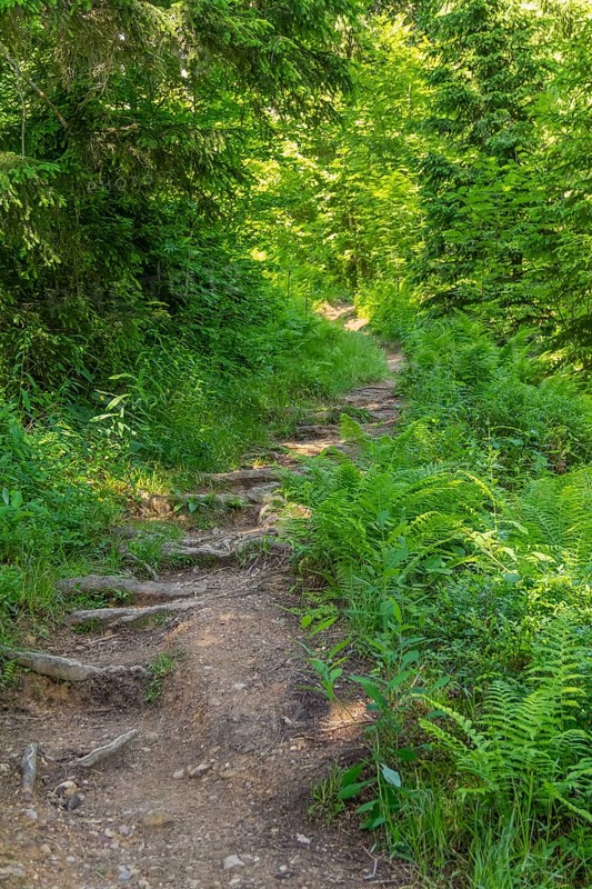 Forest track in Bavaria at summer time