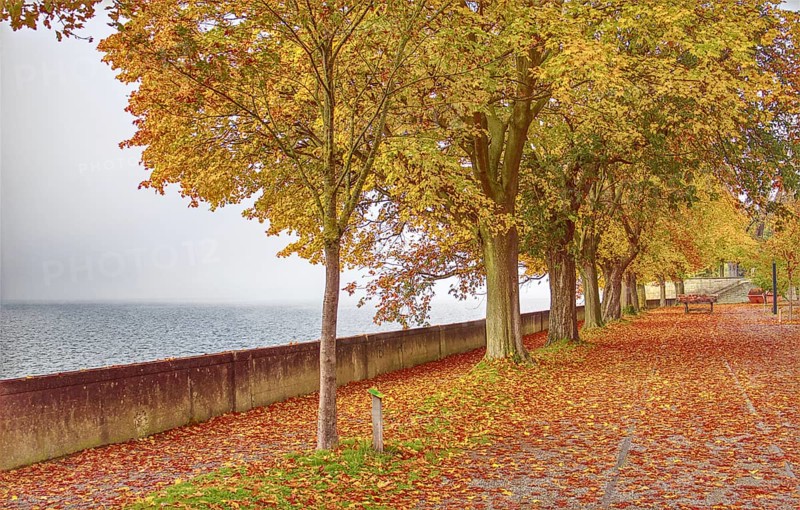 A walk along Lake Constance with trees in autumn leaves and peaceful surroundings, Lindau