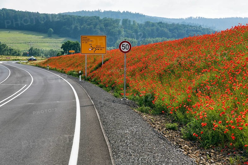 Empty federal road B 240, little traffic, traffic signs, speed limit 50 km/h, poppy blossom on the roadside, Eschershausen, Weserbergland, Holzminden, Lower Saxony, Germany