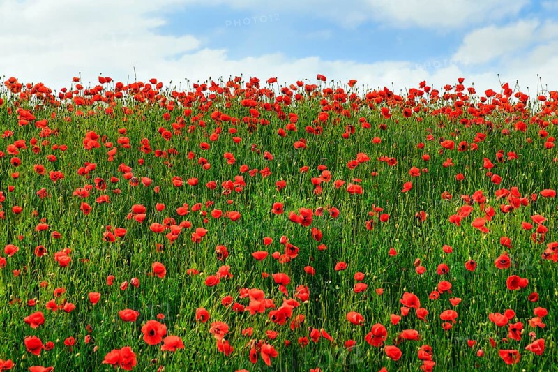Corn poppy blossom, Eschershausen, Weserbergland, Holzminden, Lower Saxony, Germany