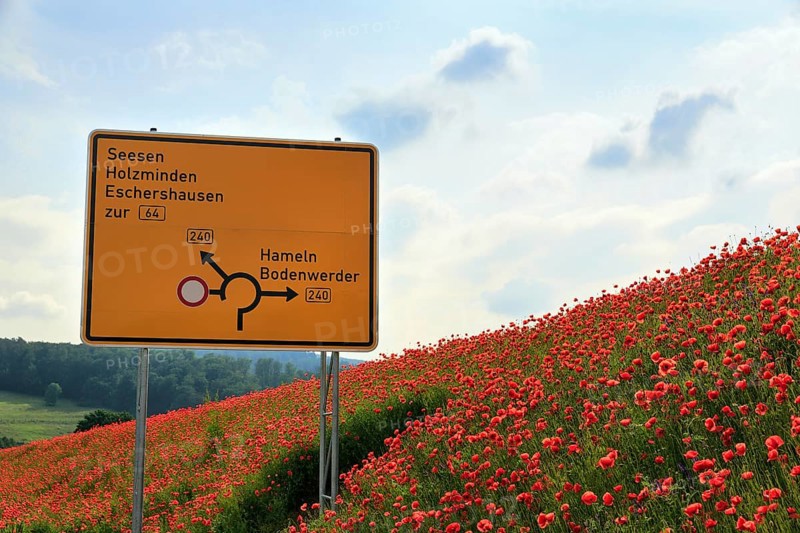 Traffic sign on the B 240 federal road, roundabout, poppy blossom, Eschershausen, Weserbergland, Holzminden, Lower Saxony, Germany