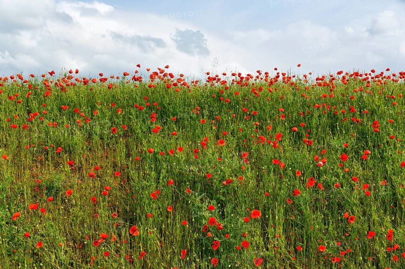 Corn poppy blossom, Eschershausen, Weserbergland, Holzminden, Lower Saxony, Germany