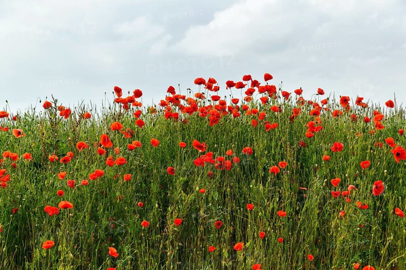 Corn poppy blossom, Eschershausen, Weserbergland, Holzminden, Lower Saxony, Germany