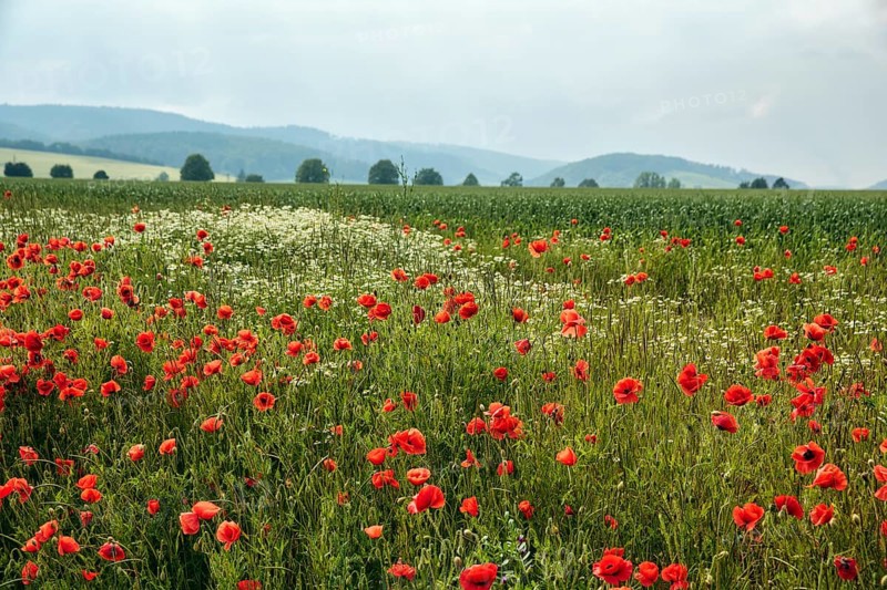 Corn poppy blossom, fields, hilly landscape, Eschershausen, Weserbergland, Holzminden, Lower Saxony, Germany