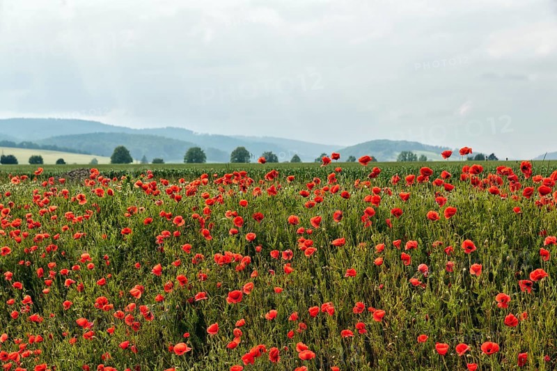 Corn poppy blossom, hilly landscape, Eschershausen, Weserbergland, Holzminden, Lower Saxony, Germany