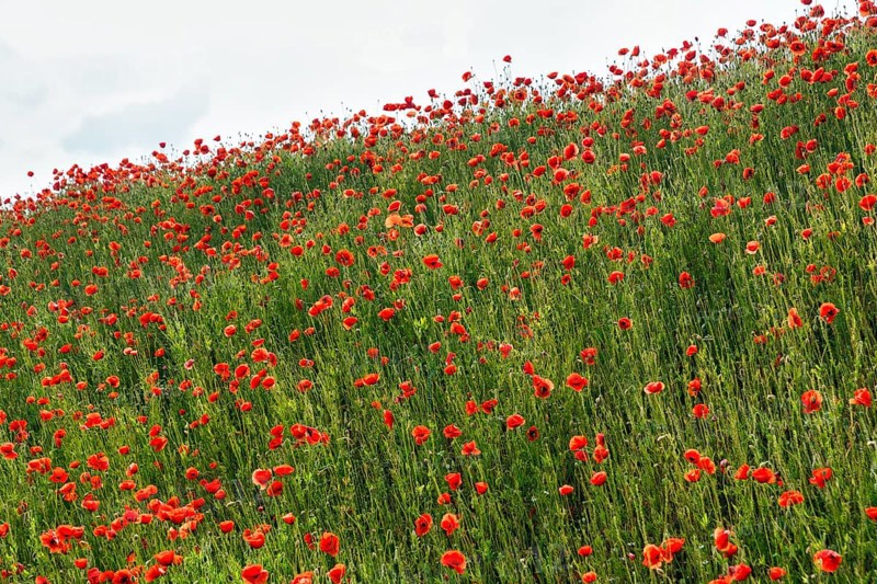 Corn poppy blossom, Eschershausen, Weserbergland, Holzminden, Lower Saxony, Germany