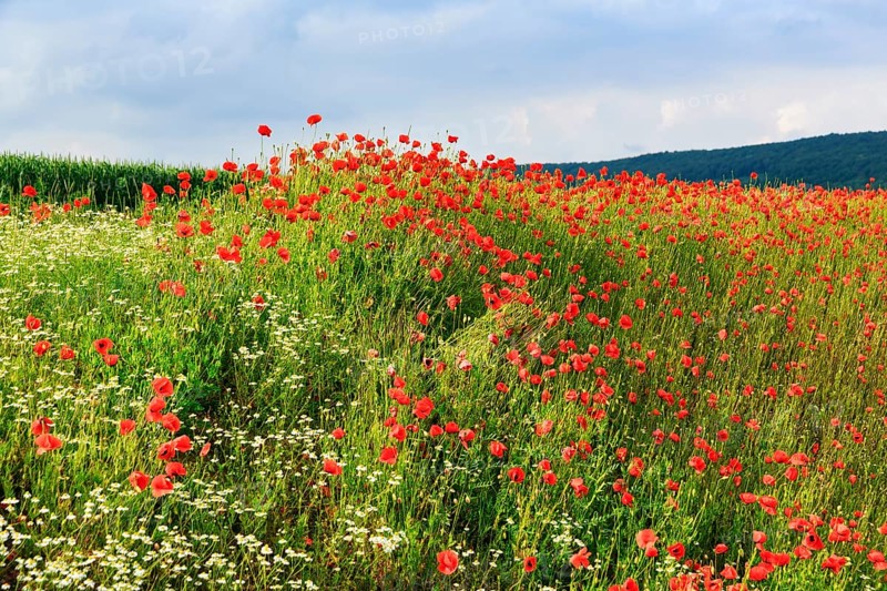 Corn poppy blossom, Eschershausen, Weserbergland, Holzminden, Lower Saxony, Germany
