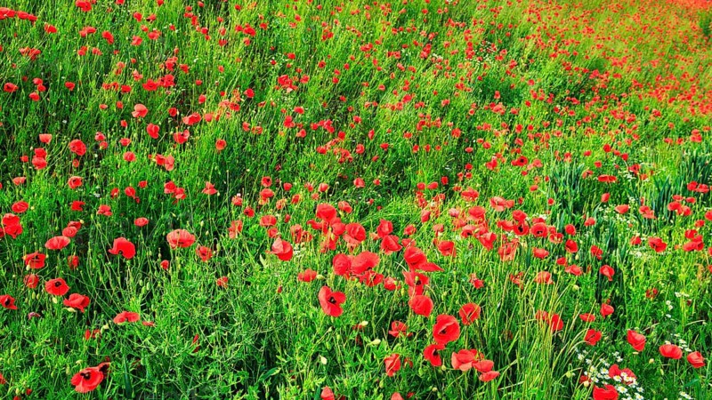 Corn poppy blossom, Eschershausen, Weserbergland, Holzminden, Lower Saxony, Germany