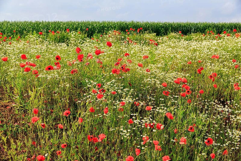 Corn poppy blossom, Eschershausen, Weserbergland, Holzminden, Lower Saxony, Germany