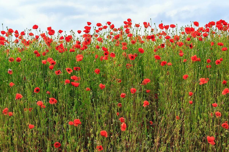 Corn poppy blossom, Eschershausen, Weserbergland, Holzminden, Lower Saxony, Germany