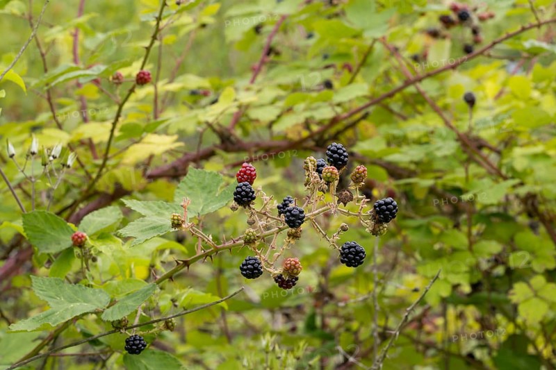Blackberries (Rubus sect. Rubus) on a blackberry bush, North Rhine-Westphalia, Germany