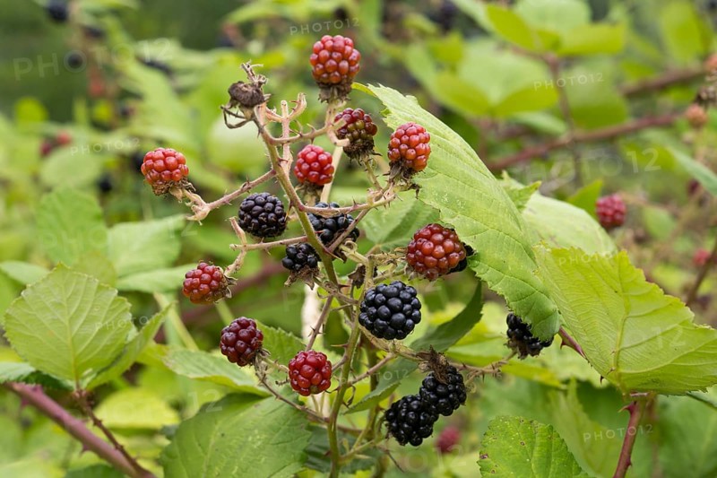 Blackberries (Rubus sect. Rubus) on a blackberry bush, North Rhine-Westphalia, Germany