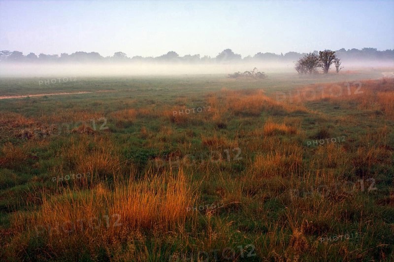 Foggy meadow, Egelsberg nature reserve at dawn with scattered trees and orange-coloured grass, Krefeld