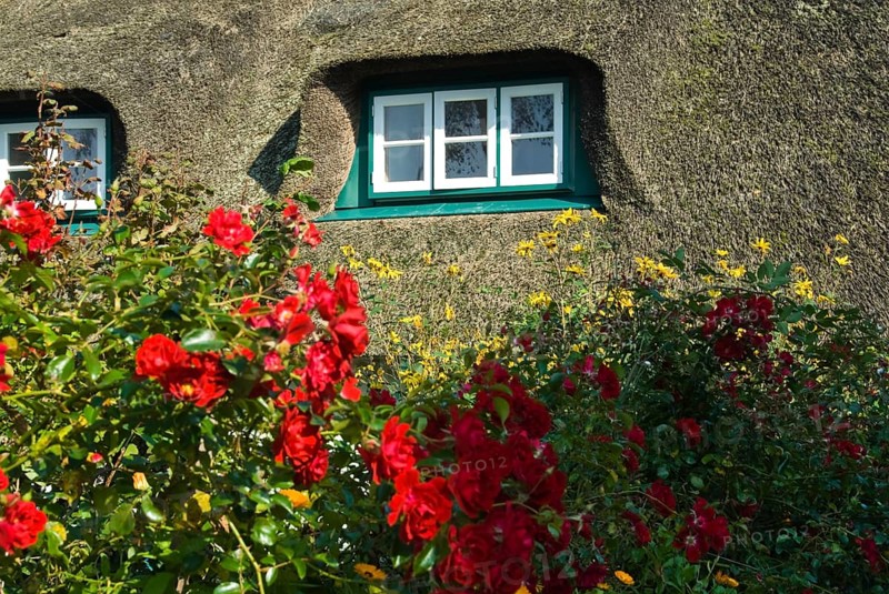Typical Frisian houses in the village of fog on the North Frisian island of Amrum, Amrum, fog, North Frisia, Germany