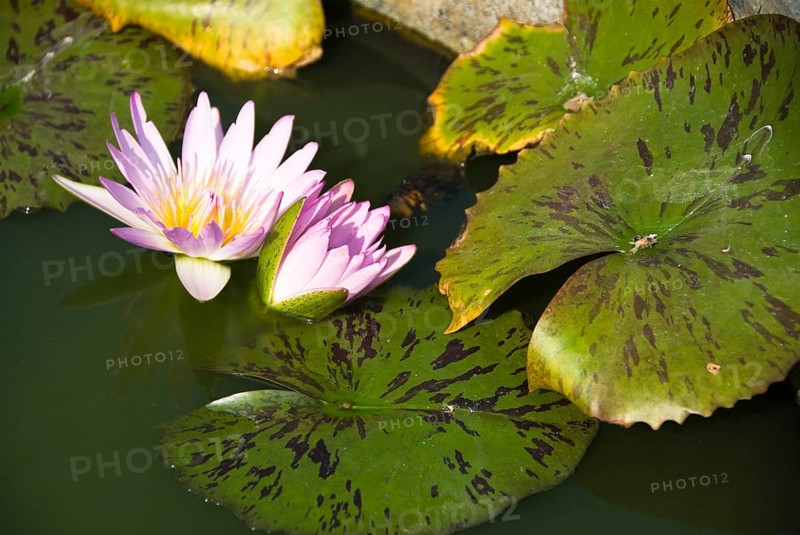 Lotus blossoms, Chiang Mai, Chiang Mai, Chiang Mai, Thailand
