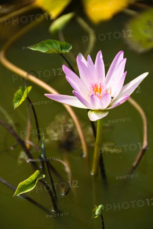 Lotus blossoms, Chiang Mai, Chiang Mai, Chiang Mai, Thailand