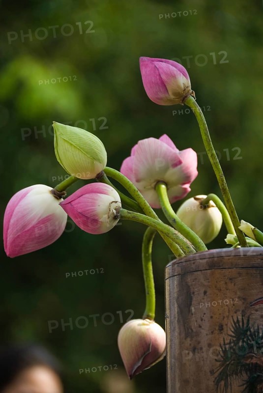 Lotus flowers, Chiang Mai, Chiang Mai, Chiang Mai, Thailand