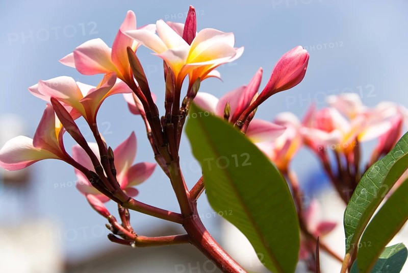 Blossom splendour, Chiang Mai, Chiang Mai, Chiang Mai, Thailand