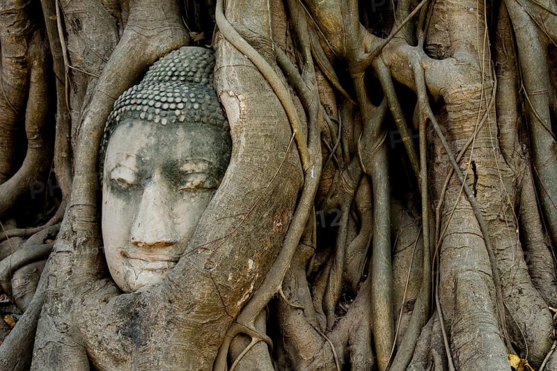 Buddha head entwined by tree roots in the historical park of Ayutthaya, Ayutthaya, Ayutthaya, Thailand, Thailand