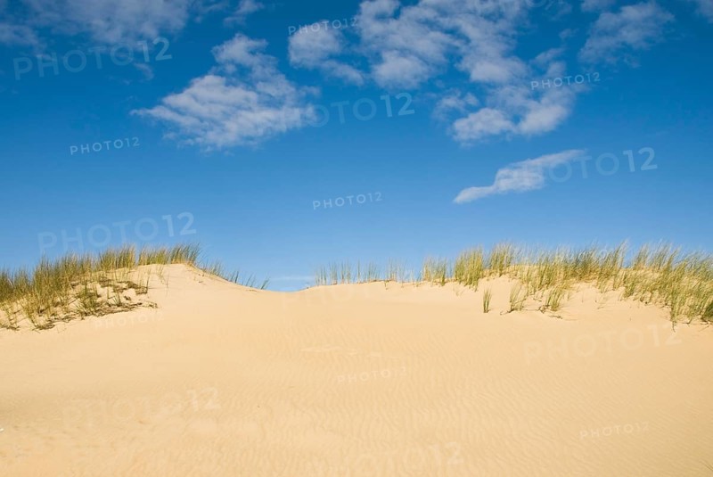 Dune landscape in front of a blue sky on the beach of Norddorf on the North Frisian island of Amrum, Amrum, Norddorf, North Frisia, Germany