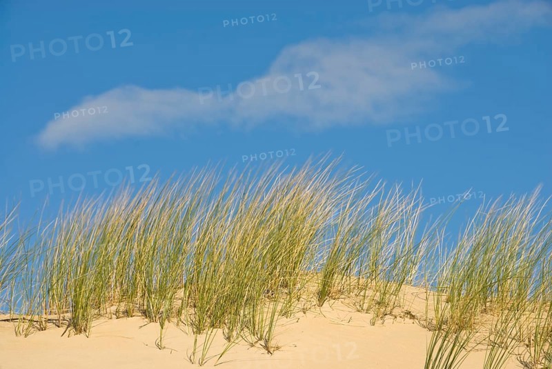 Dune landscape in front of a blue sky on the beach of Norddorf on the North Frisian island of Amrum, Amrum, Norddorf, North Frisia, Germany
