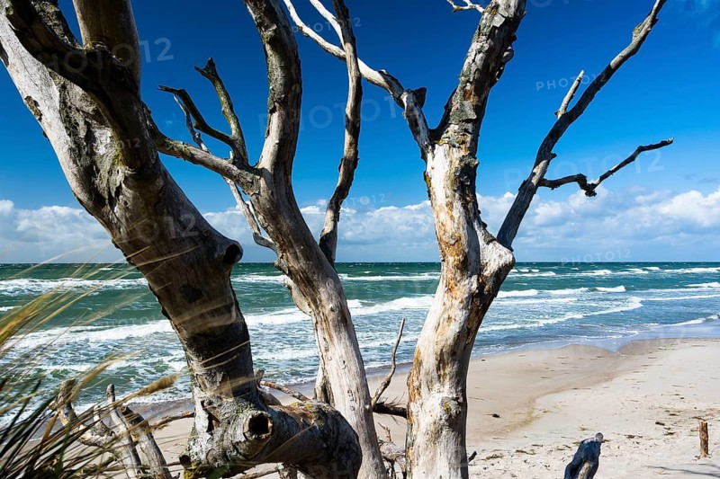 Creeping trees on the Baltic Sea beach near Prerow, Ruegen, Prerower Weststrand, Ruegen, Germany