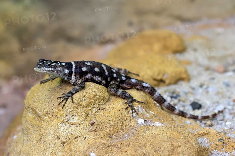 McDougall's spiny iguana (Sceloporus macdougalli), adult, rocks. alert, Mexico, North America