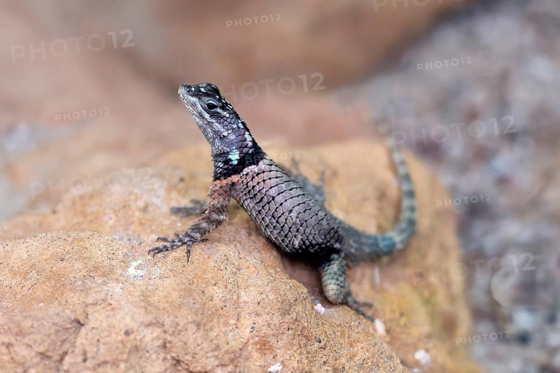 McDougall's spiny iguana (Sceloporus macdougalli), adult, rocks. alert, Mexico, North America