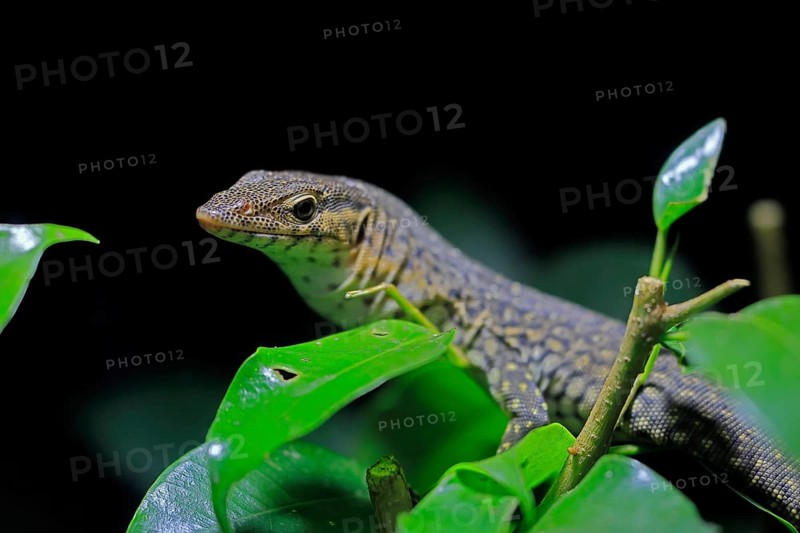 Mitchell's water monitor (Varanus mitchelli), adult, on shrub, foraging, Australia