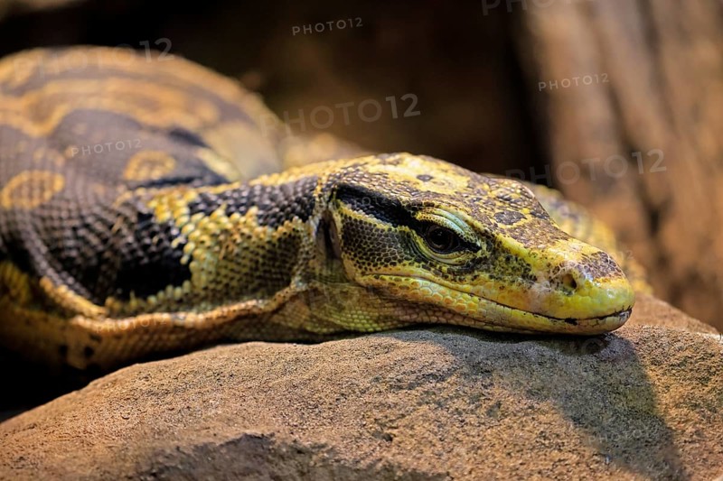 Mindanao banded monitor lizard (Varanus cumingi), adult, portrait, resting, rock, Philippines, Asia, captive