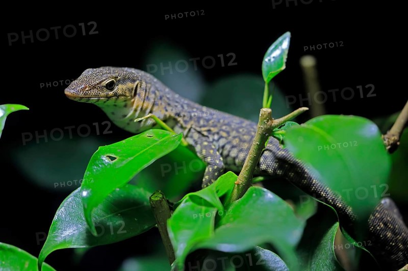 Mitchell's water monitor (Varanus mitchelli), adult, on shrub, foraging, Australia
