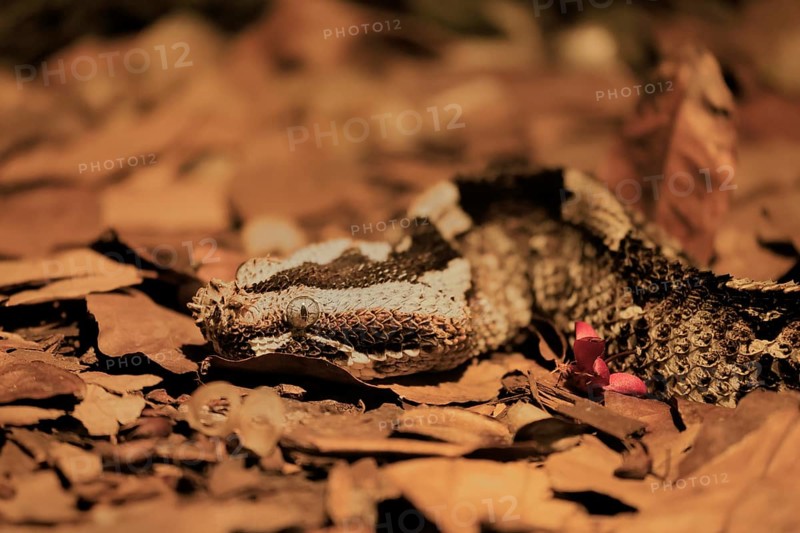 Rhinoceros viper (Bitis nasicornis), adult, foraging, vigilant, ground, West Africa, Africa, captive
