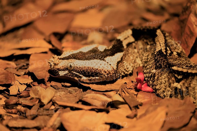 Rhinoceros viper (Bitis nasicornis), adult, foraging, vigilant, ground, West Africa, Africa, captive