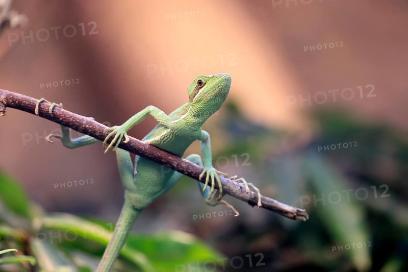 Eastern crowned basilisk (Laemanctus longipes), adult, perch, vigilant, foraging, Central America, captive