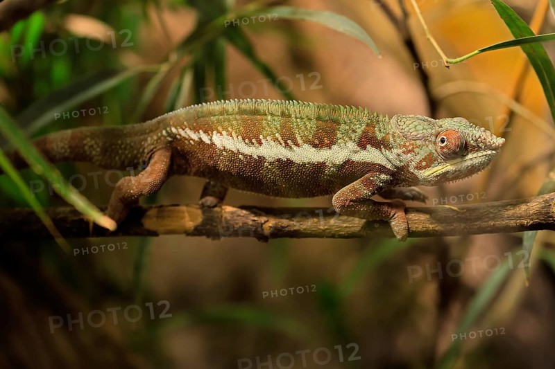 Panther chameleon, (Furcifer pardalis), adult, female, foraging, camouflage, vigilant, Madagascar