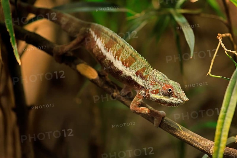 Panther chameleon, (Furcifer pardalis), adult, female, foraging, camouflage, vigilant, Madagascar