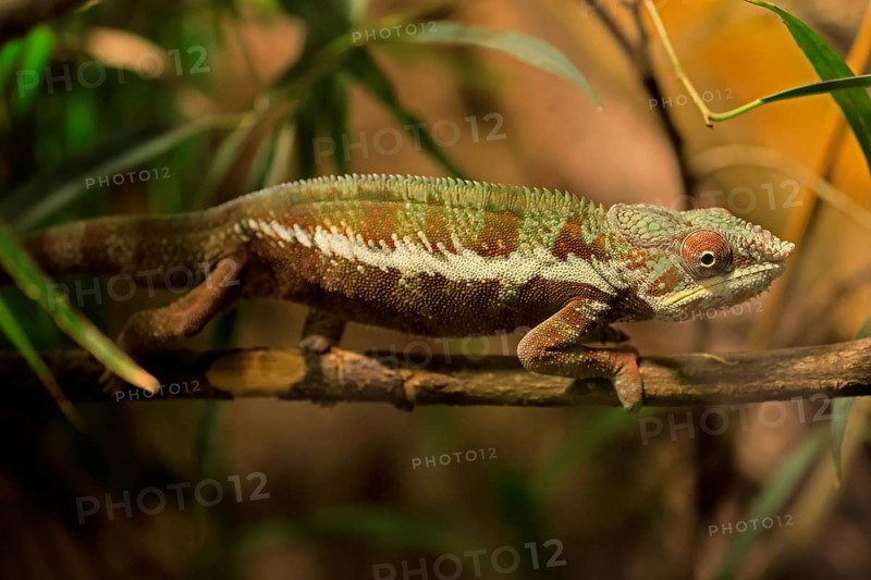 Panther chameleon, (Furcifer pardalis), adult, female, foraging, camouflage, vigilant, Madagascar