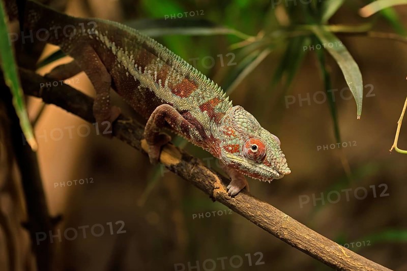 Panther chameleon, (Furcifer pardalis), adult, female, foraging, camouflage, vigilant, Madagascar