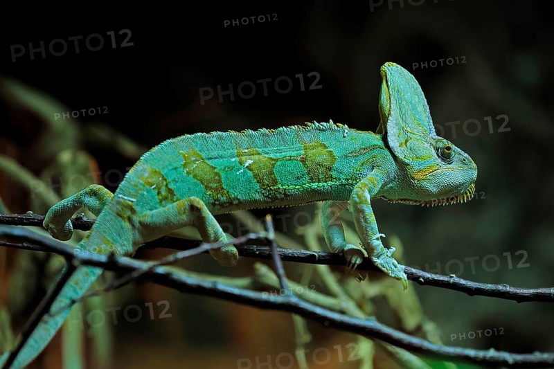 Yemen chameleon (Chamaeleo calyptratus), adult, male, on tree, foraging, Arabian Peninsula, Asia, captive
