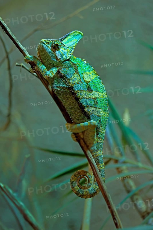 Yemen chameleon (Chamaeleo calyptratus), adult, male, on tree, foraging, Arabian Peninsula, Asia, captive