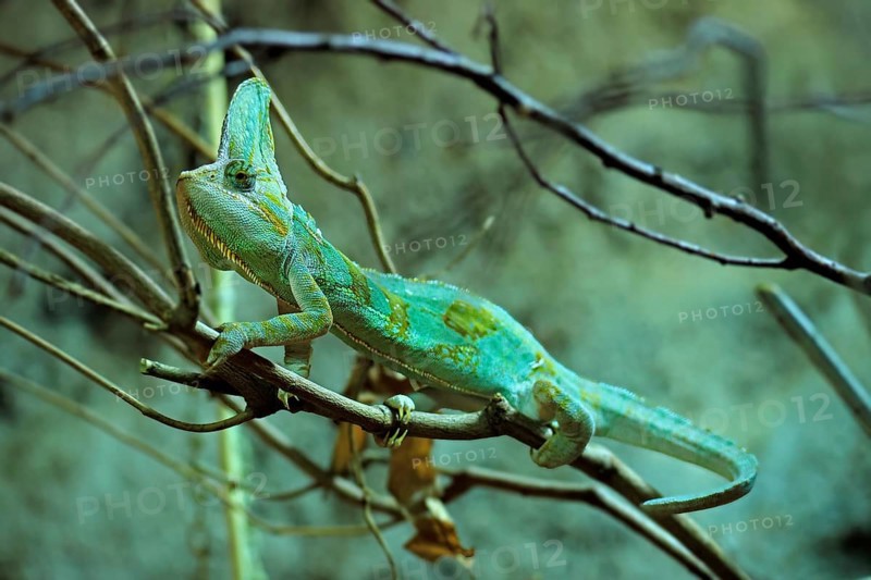 Yemen chameleon (Chamaeleo calyptratus), adult, male, on tree, foraging, Arabian Peninsula, Asia, captive
