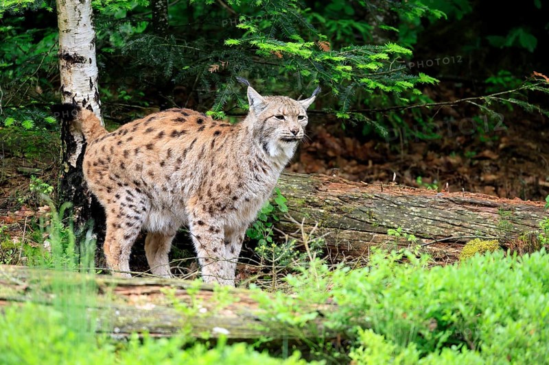 Carpathian lynx (Lynx lynx carpathicus), adult, vigilant, foraging, Bavarian Forest, Bavaria, Germany, Europe, captive