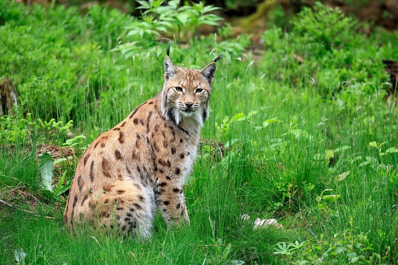 Carpathian lynx (Lynx lynx carpathicus), adult, alert, sitting, Bavarian Forest, Bavaria, Germany, Europe, captive