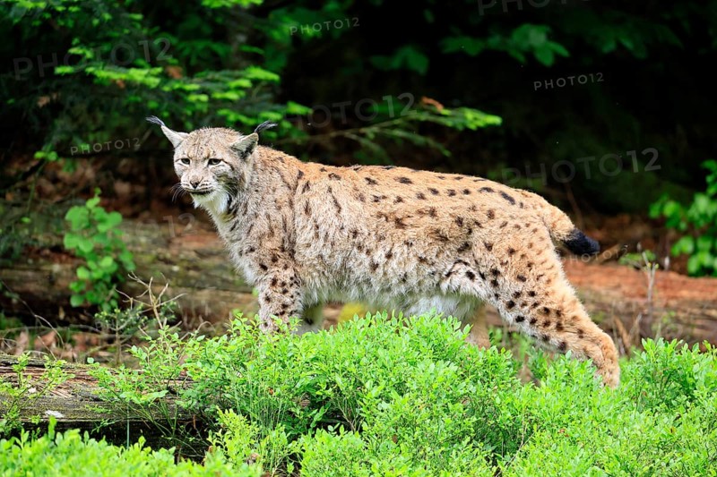Carpathian lynx (Lynx lynx carpathicus), adult, vigilant, foraging, Bavarian Forest, Bavaria, Germany, Europe, captive