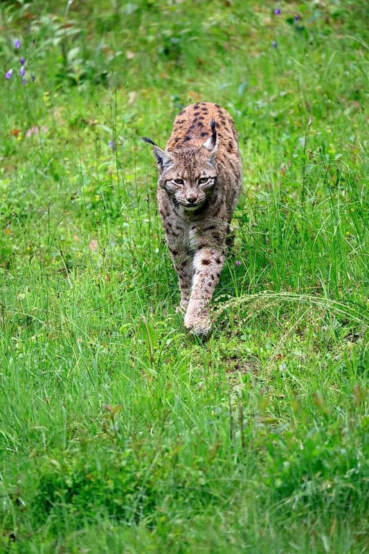 Carpathian lynx (Lynx lynx carpathicus), adult, stalking, foraging, vigilant, Bavarian Forest, Bavaria, Germany, Europe, captive