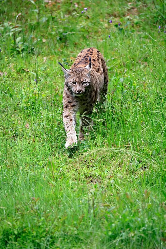 Carpathian lynx (Lynx lynx carpathicus), adult, stalking, foraging, vigilant, Bavarian Forest, Bavaria, Germany, Europe, captive