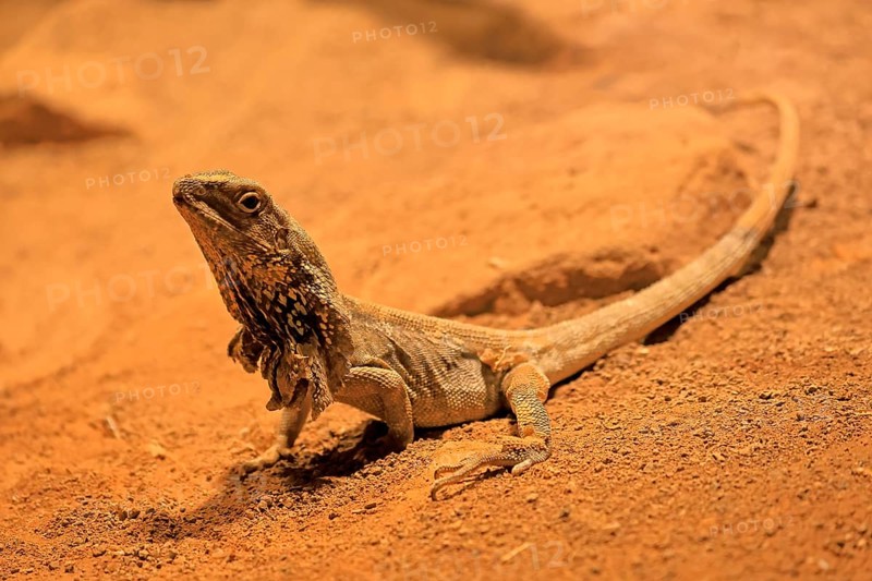 Ruffed lizard (Chlamydosaurus kingii), adult, foraging, Australia, captive