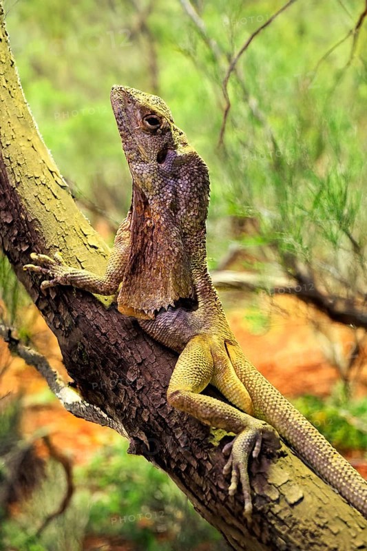 Ruffed lizard (Chlamydosaurus kingii), adult, foraging, on tree, Australia, captive