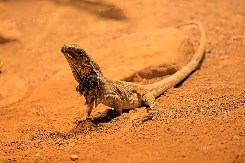 Ruffed lizard (Chlamydosaurus kingii), adult, foraging, Australia, captive